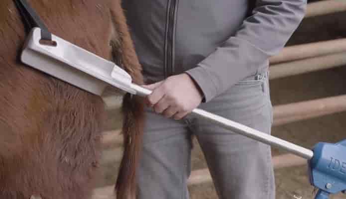 How to Use a Calf Puller