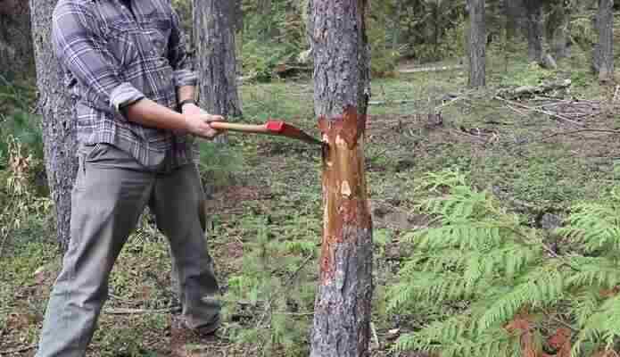 How to Fell a Tree with an Axe
