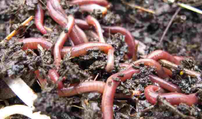 Can anyone compost with worms