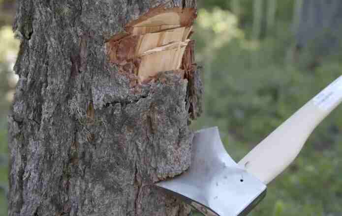 How to fell a tree with a felling axe